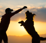 Play with your dog | MyPet