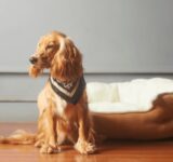 4 areas of the dog’s body that are often ignored, but need attention
