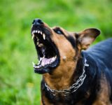 5 signs that your four-legged friend is aggressive