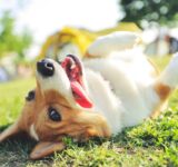 5 useful tips for dog care during the summer