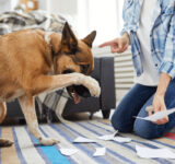 6 reasons why you shouldn’t scold your dog