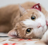 7 signs your cat likes you