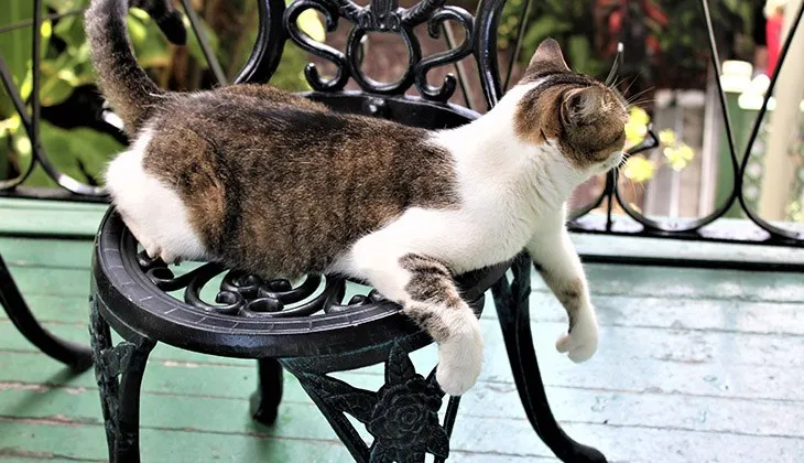 cats get fleas inside