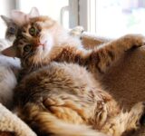 Cat Body Language – How to understand your feline’s subtle gestures
