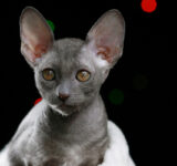 Cat breeds suitable for people with allergies