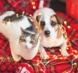 Christmas must haves for dogs and cats