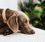 Conditions that can put the dog at risk