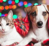 Dangerous holiday foods for dogs and cats