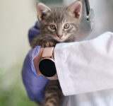 Diarrhea in cats: what are the causes and what to do