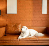 Domestic dangers for dogs