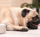 Heatstroke in dogs: how to recognize it and what to do