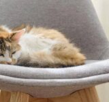 How Cats Purr and Why: What Might Your Cat’s Purr Tell You?