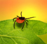 How can external parasites threaten the health of pets? | MyPet