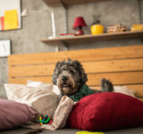 How to create a safe and comfortable home for your pet