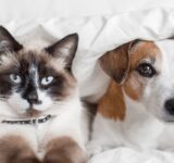 How to detect vision or hearing problems in pets