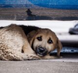 How to help stray animals in the cold months