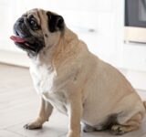 How to help your dog lose weight
