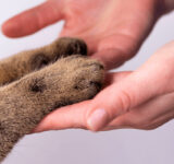 How to take care of your cat’s paws