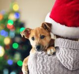 How to take care of your four-legged friend during the holidays