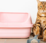 Intestinal worms in cats: what they are, how many types exist, how to prevent them and how to treat them