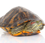 Learn all about the turtle as a pet