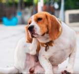 Mites in Dogs – Mange and other skin problems in dogs