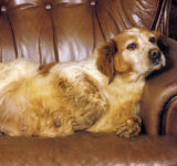 Obesity in dogs – Causes, effects and tips for maintaining an optimal weight