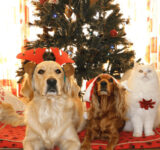 Pet-friendly Christmas gifts