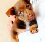 Questions you’ve always wanted to ask your dog’s vet