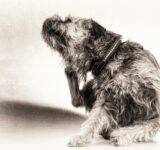 Rabies in dogs. What it is, how it affects the animal and how it can be treated