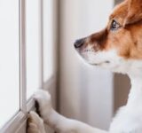 Separation anxiety in dogs: how to prevent it and help your dog