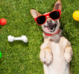 Signs that your furry friend is happy and healthy