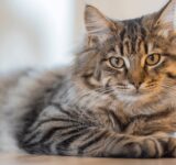 Small gestures that make your cat’s day more beautiful