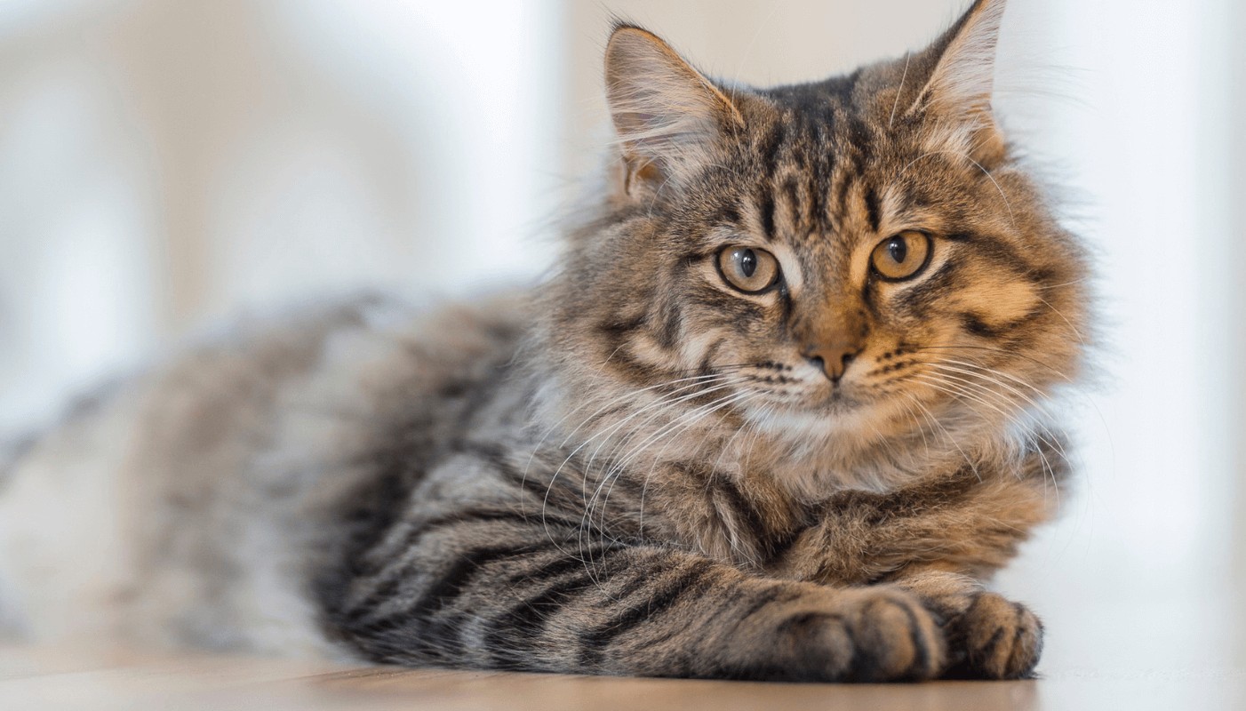 Small gestures that make your cat's day more beautiful