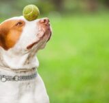 The 5 best mental exercises for dogs
