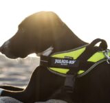 The best Julius K9 harnesses and leashes for fun summer days