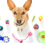 The role of interactive toys in dog health