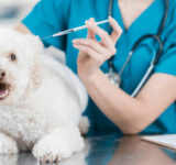 Things to do when taking your pet to the vet