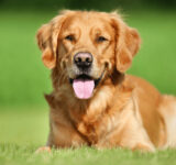 Tips for a healthy and shiny coat