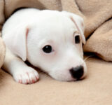 Tips to keep in mind when leaving your dog alone at home