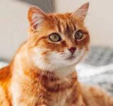 Understand your cat’s social behavior