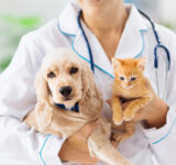 What veterinary services are essential for a pet?