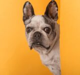 Why does your dog follow you everywhere?