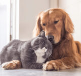 Why dogs and cats don’t get along and how you can help them become friends
