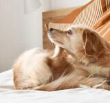 Why some dogs are more attractive to fleas than others