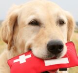 Why you should have a pet first aid kit at home and what it should contain