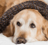 Winter disorders in pets