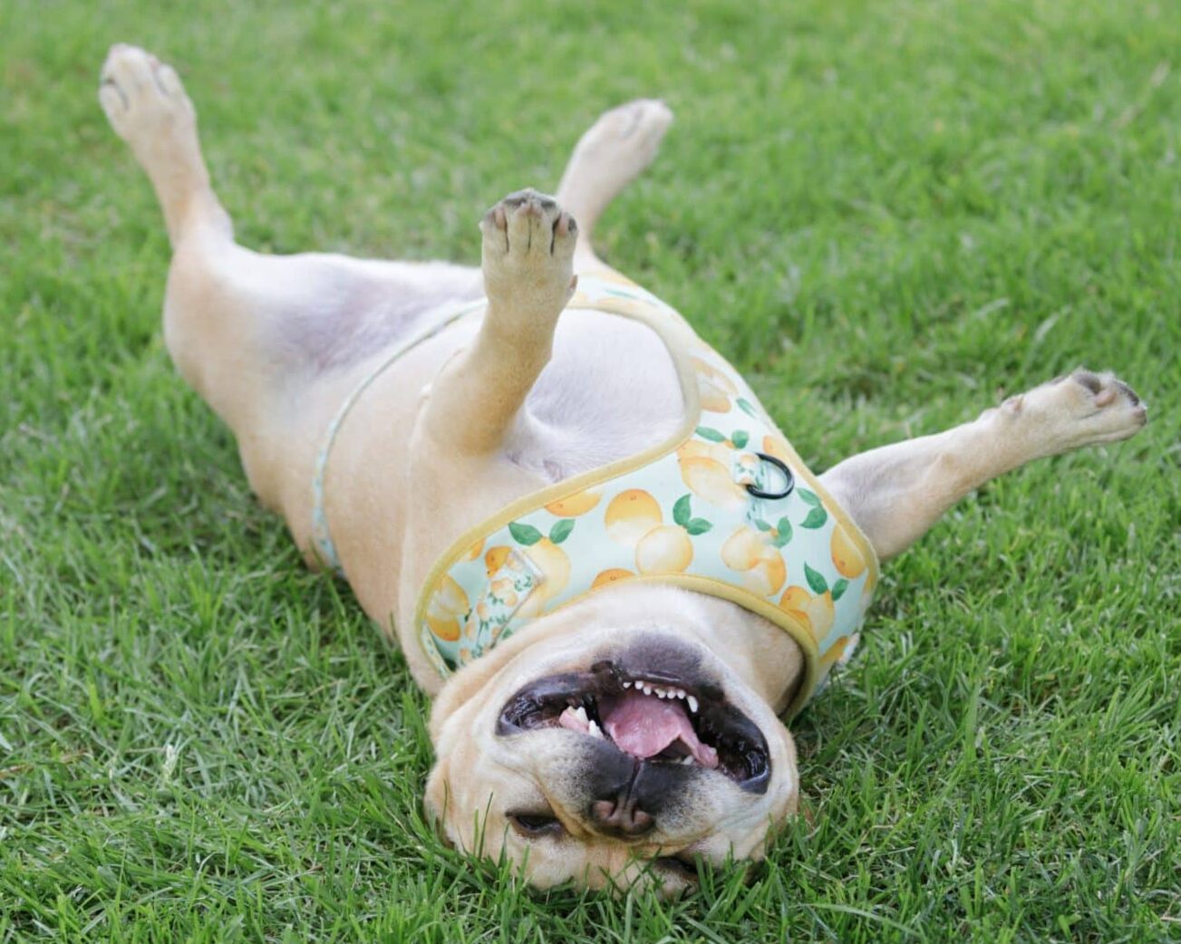 10 Funny Things Only Dog Owners Understand