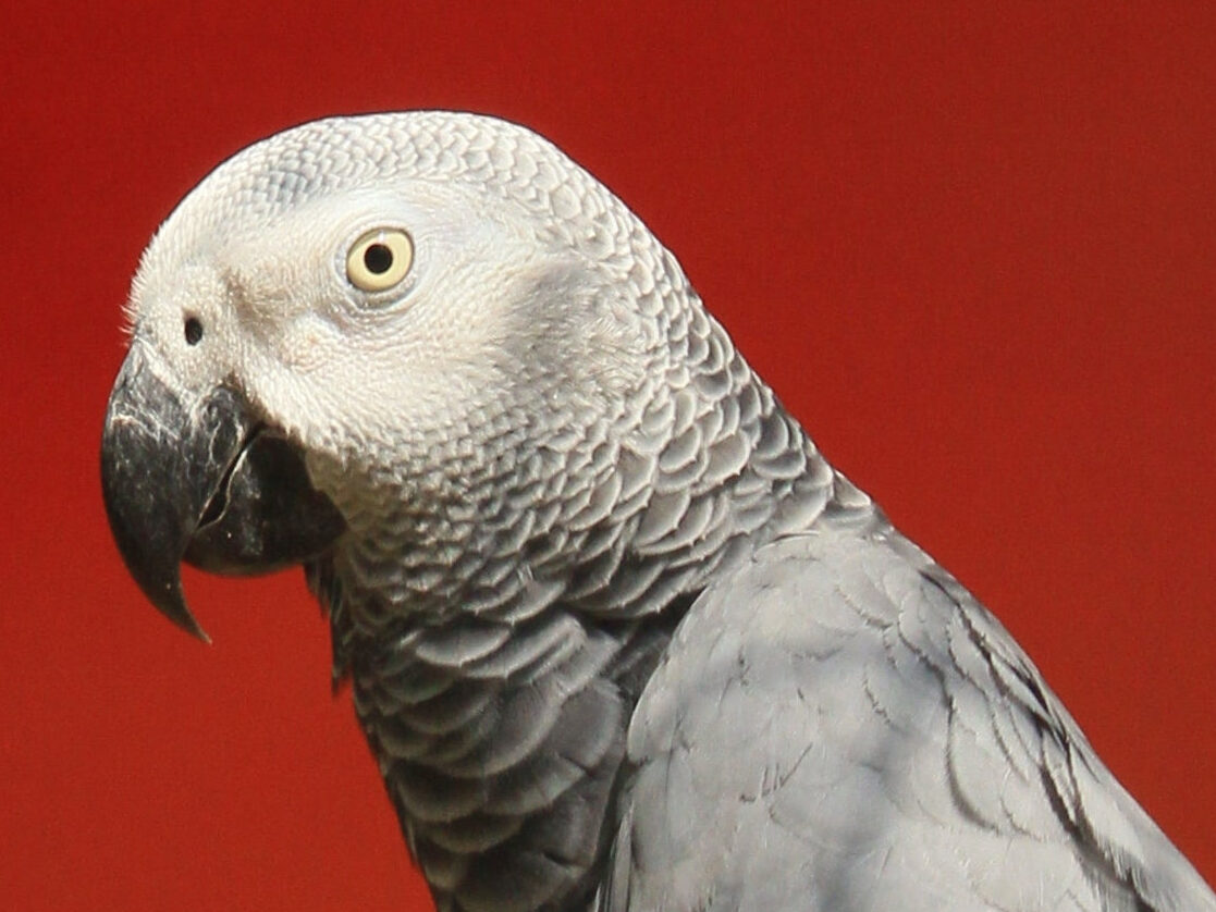 4 ways to help your parrot not get bored