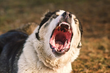 5 signs that your four-legged friend is aggressive